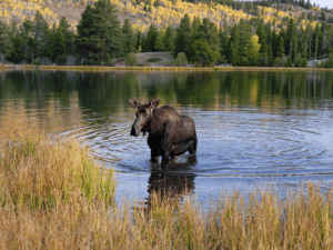 Colorado im Herbst - Estes Park - Rocky Mountain Nationalpark