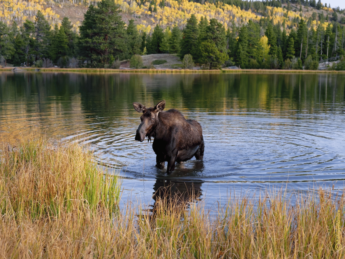 Colorado im Herbst - Estes Park - Rocky Mountain Nationalpark
