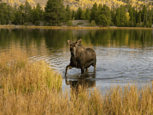 Colorado im Herbst - Estes Park - Rocky Mountain Nationalpark