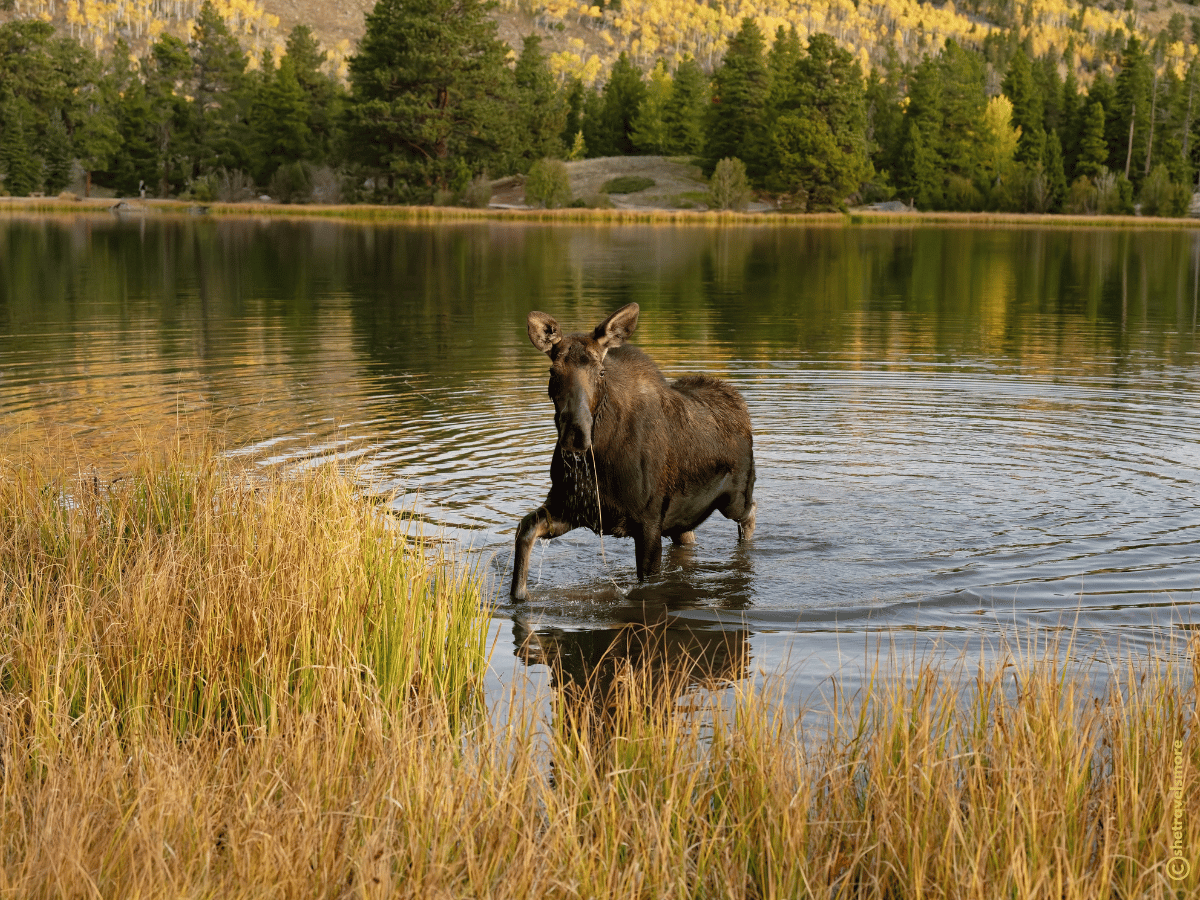 Colorado im Herbst - Estes Park - Rocky Mountain Nationalpark