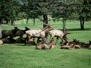 Colorado im Herbst - Estes Park