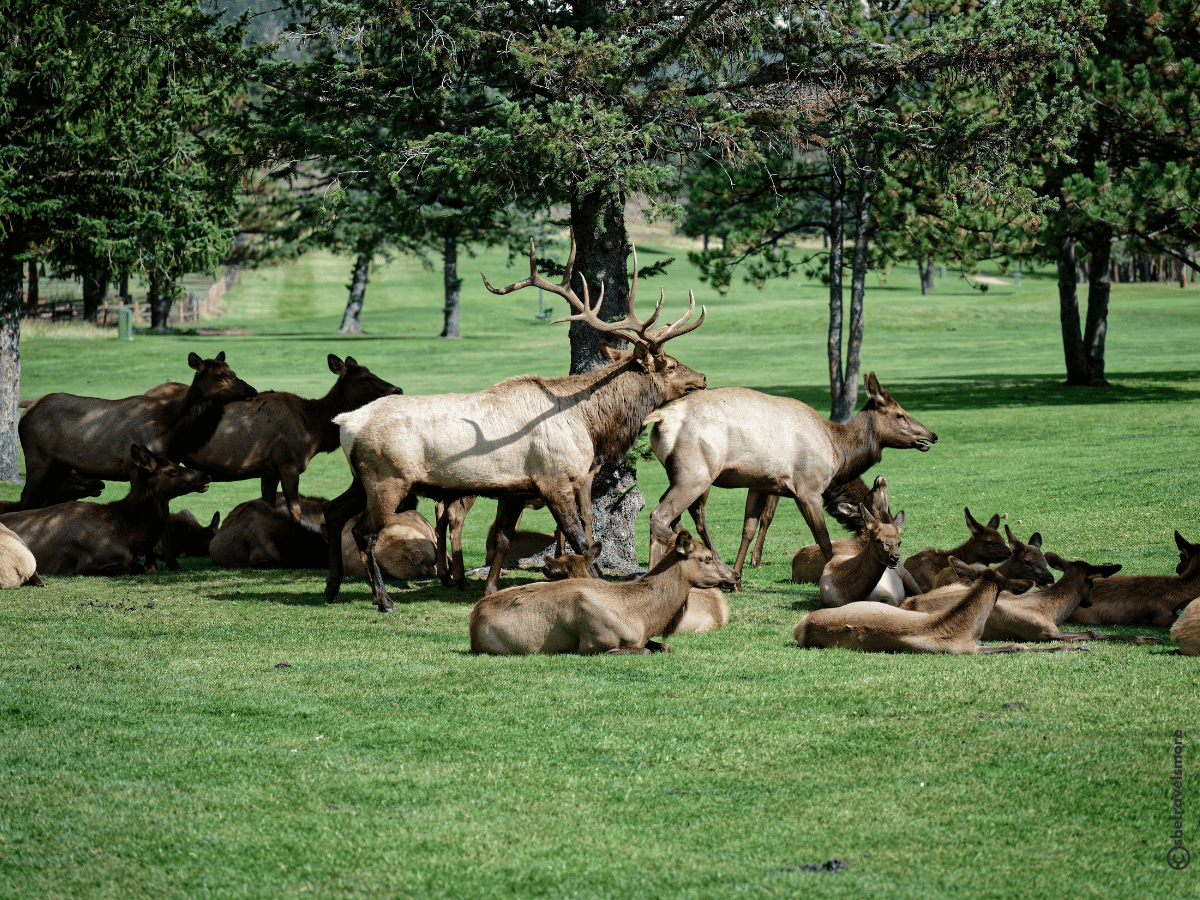 Colorado im Herbst - Estes Park