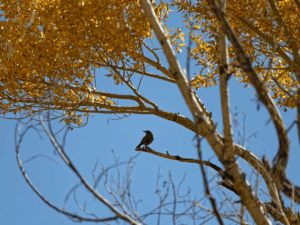 Great Sand Dunes National Park - Colorado im Herbst