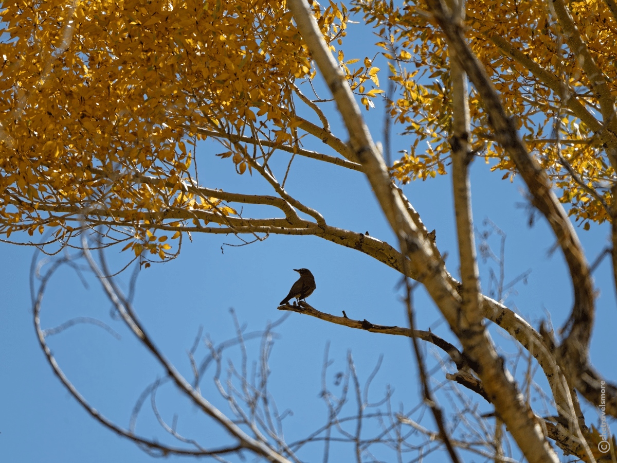 Great Sand Dunes National Park - Colorado im Herbst