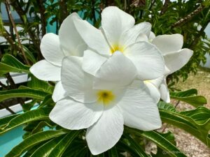 Bahamas-Great Abaco -Turtle Cay
