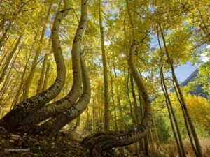 Telluride & Ophir Herbst in Colorado