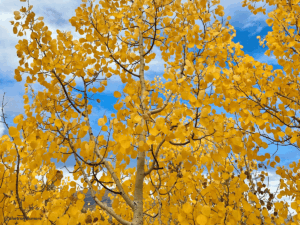 Colorado im Herbst - Breckenridge