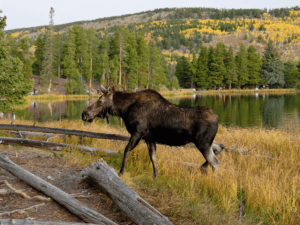 Colorado im Herbst - Estes Park - Rocky Mountain Nationalpark