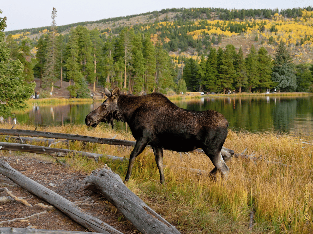 Colorado im Herbst - Estes Park - Rocky Mountain Nationalpark