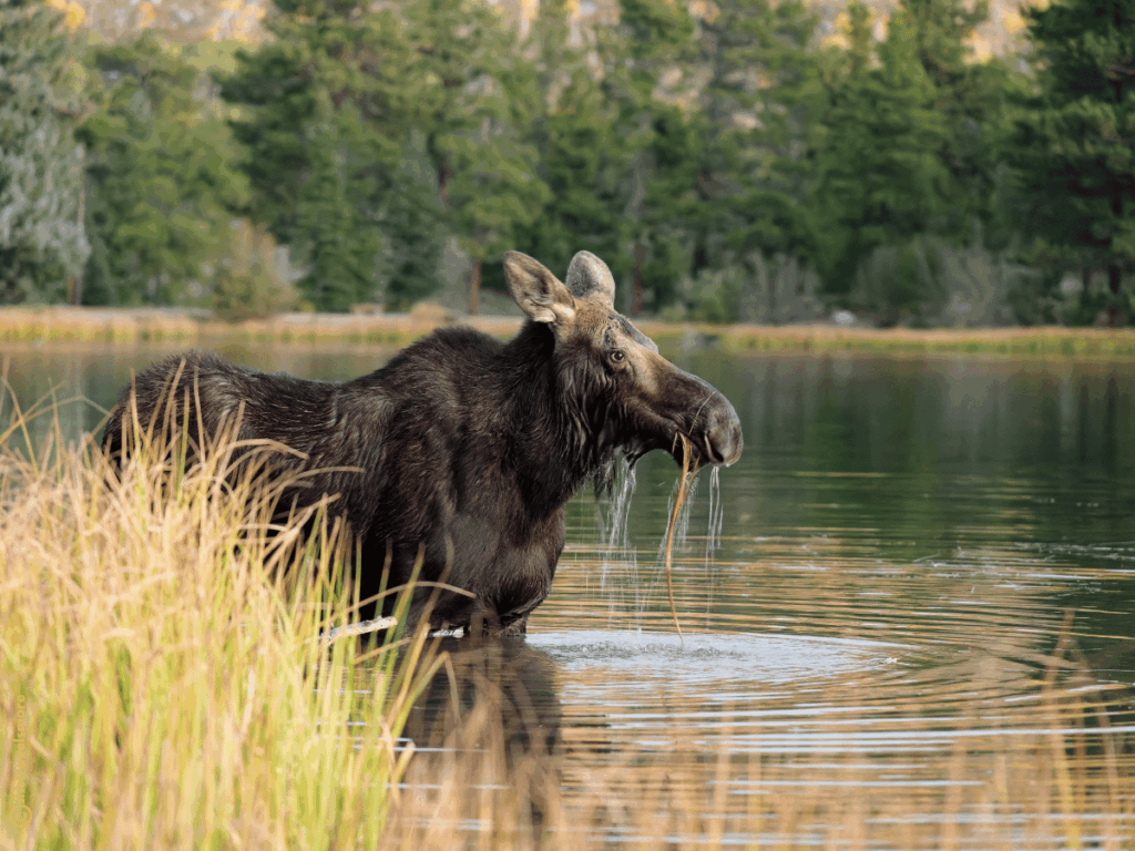 Colorado im Herbst - Estes Park - Rocky Mountain Nationalpark