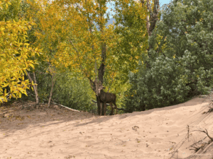 Great Sand Dunes - Colorado im Herbst