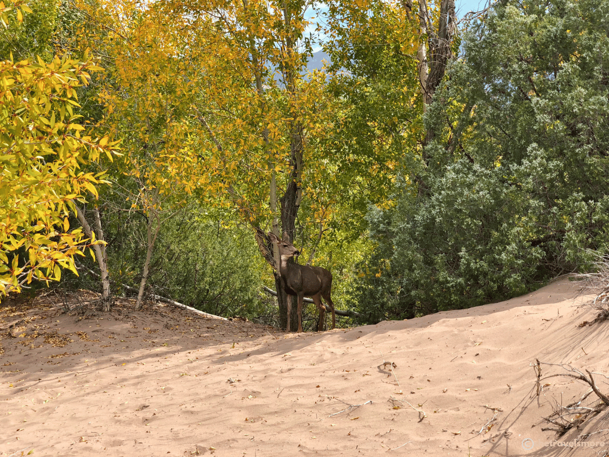 Great Sand Dunes - Colorado im Herbst