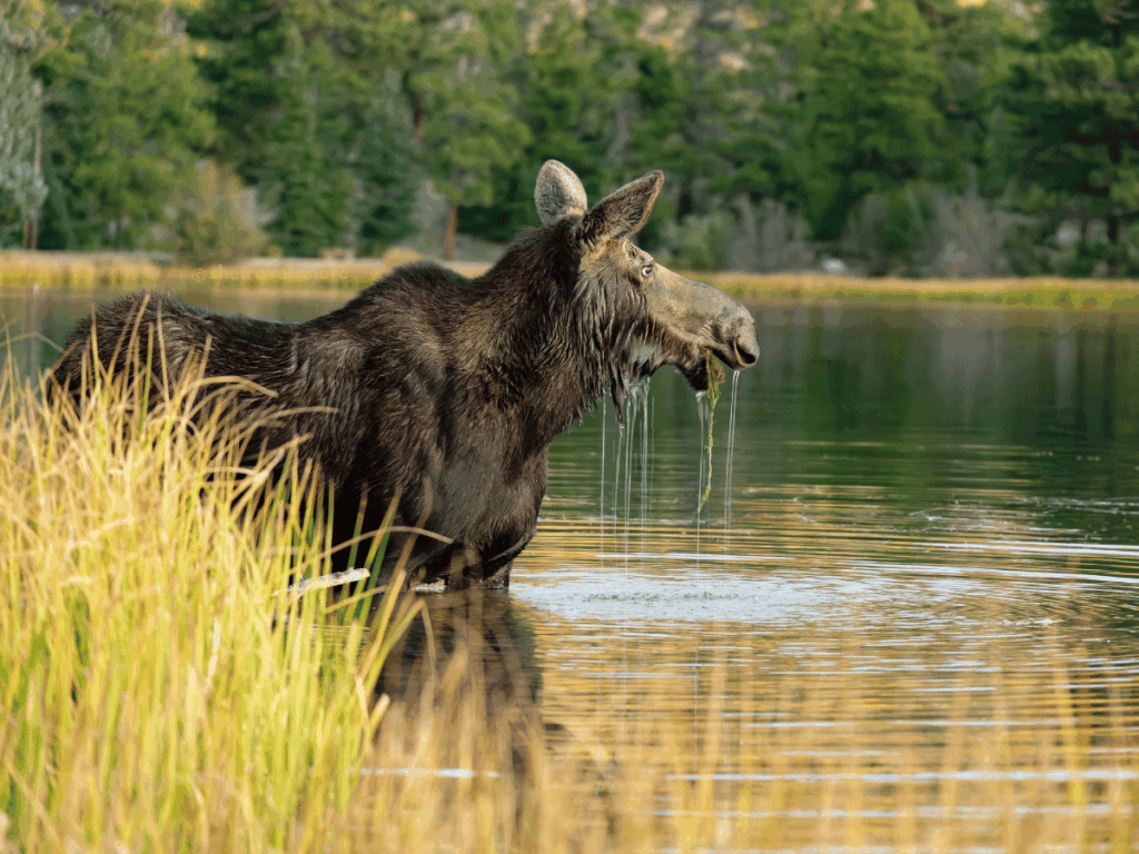 Colorado im Herbst: die ultimative Route durch die Rockies