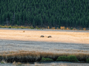 Colorado im Herbst: die ultimative Route durch die Rockies