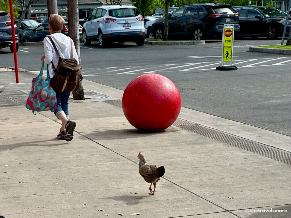 Wildes Huhn läuft vor dem Target in Kailua auf Oahu Hawaii einer Kundin hinterher